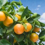 Reife, orangefarbene Früchte an einem Baum.