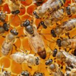 Nahaufnahme von Bienen im Bienenstock.