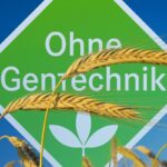 Weizenfeld mit Zeichen für gentechnikfreie Landwirtschaft.