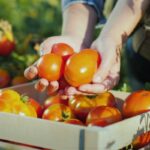Hände halten frische, reife Tomaten