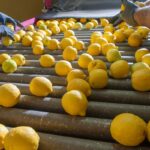 Zitronen auf Förderband in der Verarbeitung