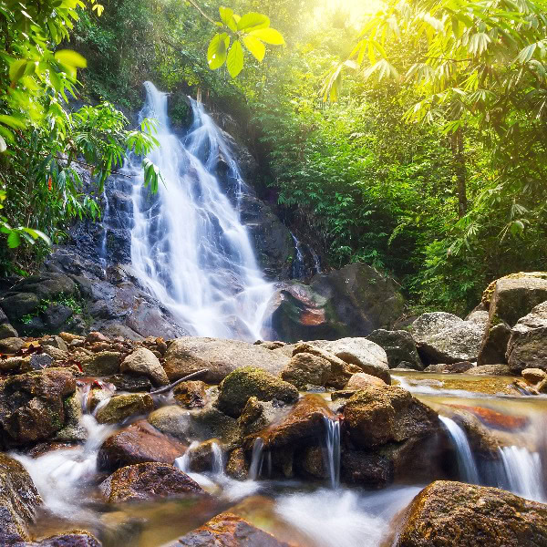Saubere Bergquelle läuft Steine herab, umgeben von grünen Gewächsen.