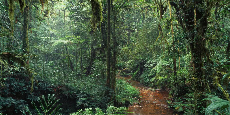 Dichter, grüner Wald mit einem kleinen Fluss.