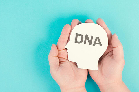 Hände halten ein Modell von DNA im Kopf